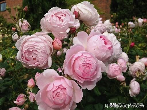 35個(gè)奧斯汀官方推薦的月季品種，抗病強(qiáng)長(zhǎng)勢(shì)好開(kāi)花多花友必選(圖34)