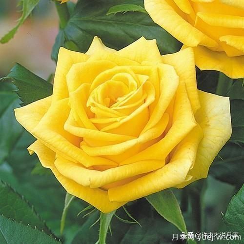 35個(gè)奧斯汀官方推薦的月季品種，抗病強(qiáng)長(zhǎng)勢(shì)好開(kāi)花多花友必選(圖35)