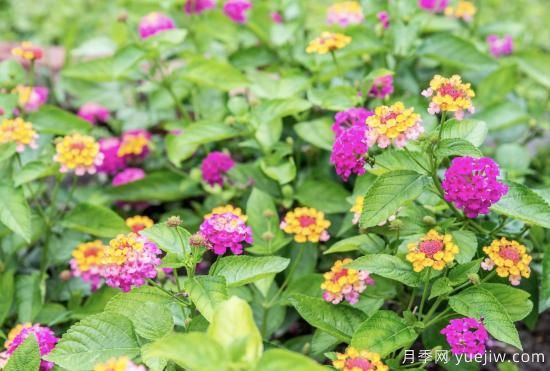 10種嬌艷奪目的花卉，驚艷你的花園(圖3)