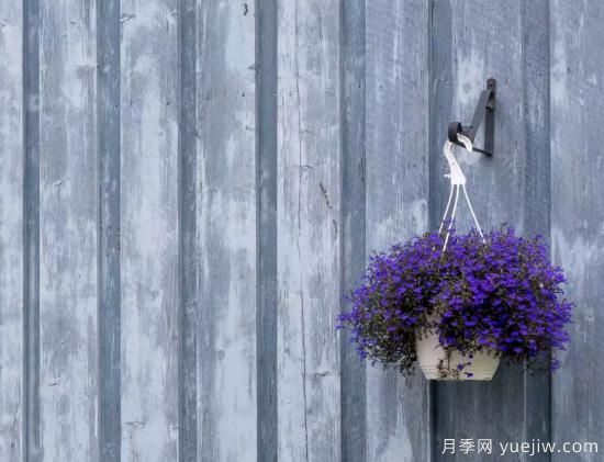 10種嬌艷奪目的花卉，驚艷你的花園(圖4)