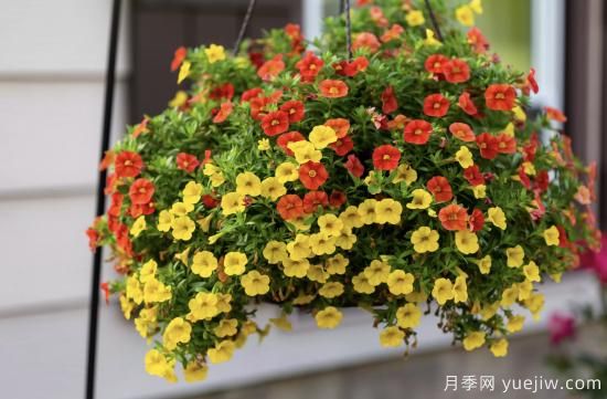 10種嬌艷奪目的花卉，驚艷你的花園(圖5)