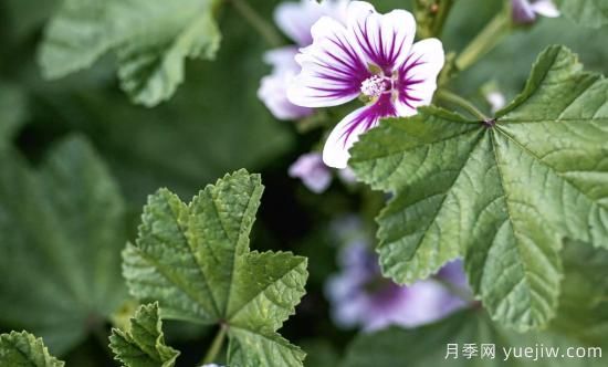 10種嬌艷奪目的花卉，驚艷你的花園(圖6)