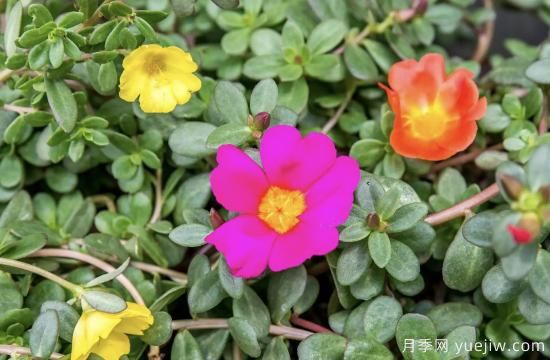 10種嬌艷奪目的花卉，驚艷你的花園(圖7)