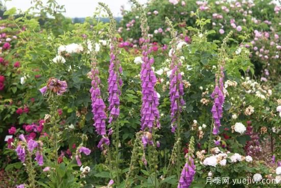 10種嬌艷奪目的花卉，驚艷你的花園(圖8)