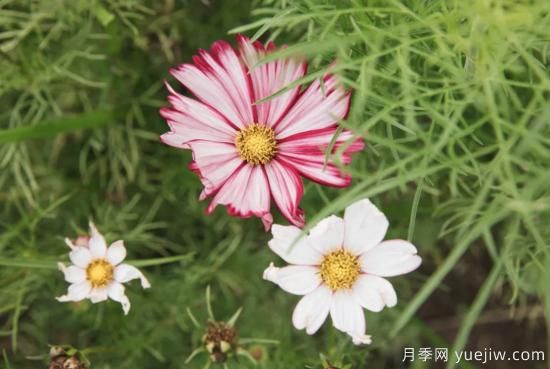 10種嬌艷奪目的花卉，驚艷你的花園(圖9)