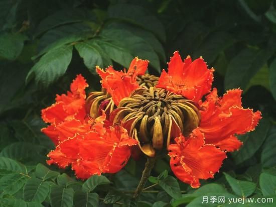火焰樹，花如星星之火燎于翠葉的樹種(圖3)