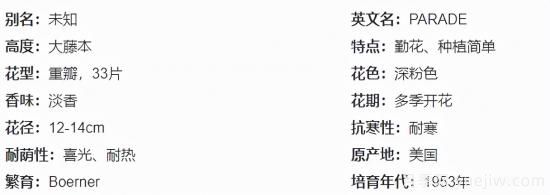 推薦高顏值且好養(yǎng)的10個藤本月季，看一眼就愛上(圖2)