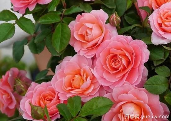 11月養(yǎng)灌木月季，在室內(nèi)天冷照樣開花(圖1)
