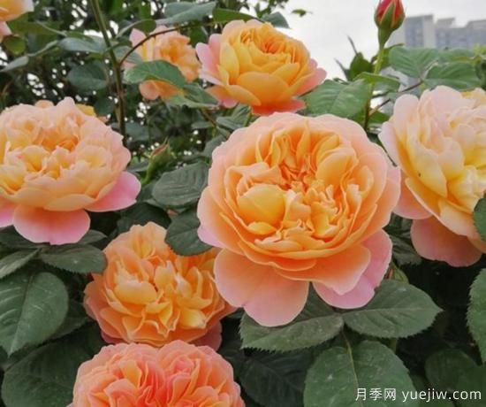 11月養(yǎng)灌木月季，在室內(nèi)天冷照樣開花(圖2)