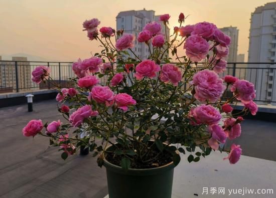 11月養(yǎng)灌木月季，在室內(nèi)天冷照樣開花(圖3)