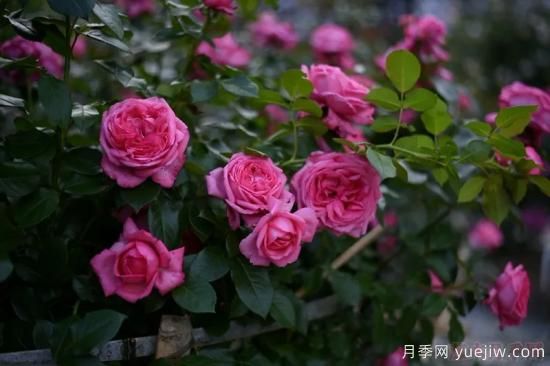 推薦高顏值且好養(yǎng)的10個藤本月季，看一眼就愛上(圖11)