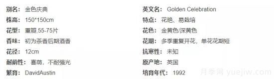 推薦高顏值且好養(yǎng)的10個藤本月季，看一眼就愛上(圖14)