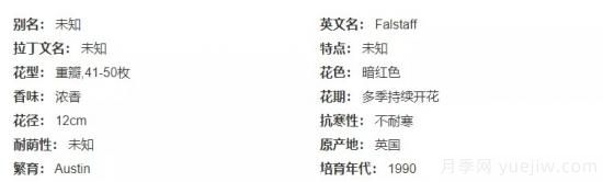 推薦高顏值且好養(yǎng)的10個藤本月季，看一眼就愛上(圖16)