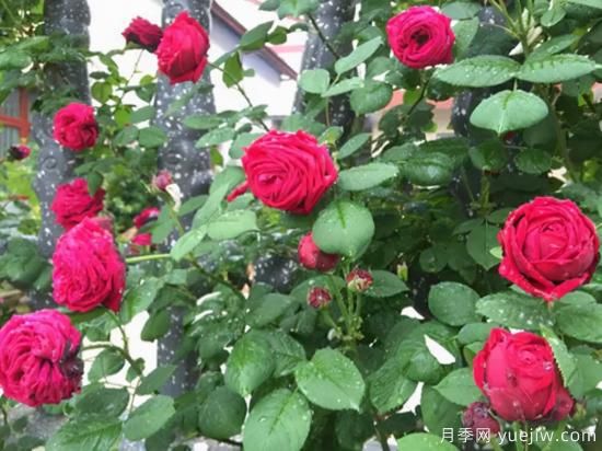推薦高顏值且好養(yǎng)的10個藤本月季，看一眼就愛上(圖17)