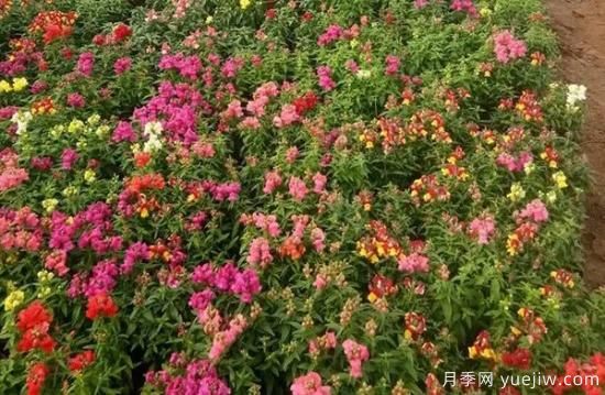 需求量大的花鏡植物，極具藝術(shù)感(圖1)