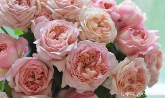 推薦高顏值且好養(yǎng)的10個藤本月季，看一眼就愛上(圖18)