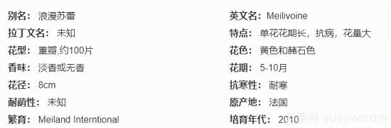 推薦高顏值且好養(yǎng)的10個藤本月季，看一眼就愛上(圖19)