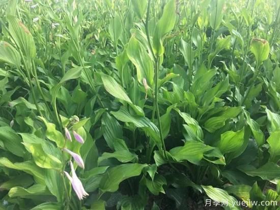 需求量大的花鏡植物，極具藝術(shù)感(圖5)