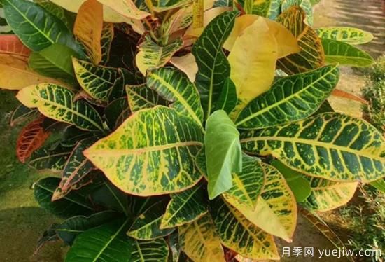 需求量大的花鏡植物，極具藝術(shù)感(圖6)