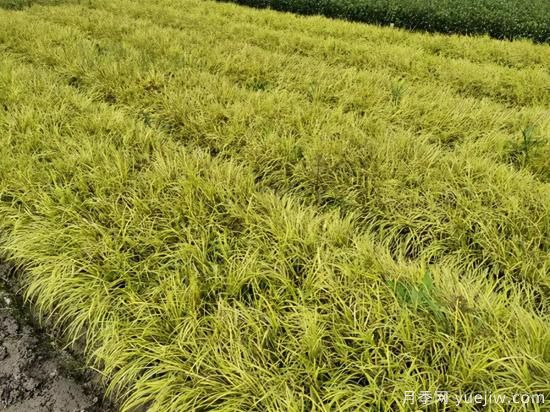 需求量大的花鏡植物，極具藝術(shù)感(圖7)