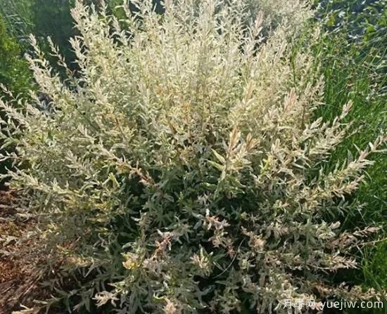 需求量大的花鏡植物，極具藝術(shù)感(圖8)