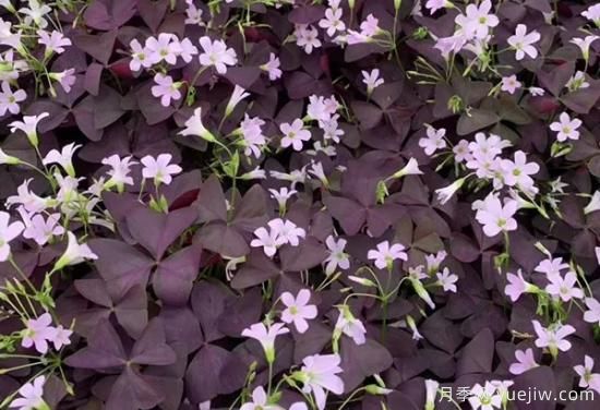 需求量大的花鏡植物，極具藝術(shù)感(圖10)