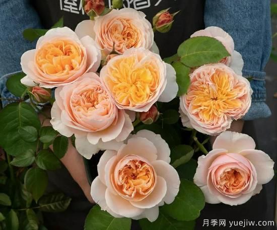 朱麗葉月季，經(jīng)典永恒，多姿美艷香氣迷人(圖2)
