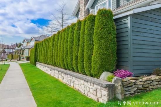 綠籬，讓你的花園與眾不同！(圖2)