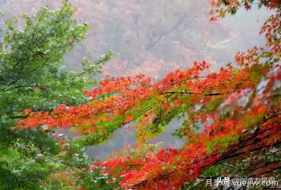 冬季植物應該怎么打理，才能來年依舊繁花似錦(圖1)