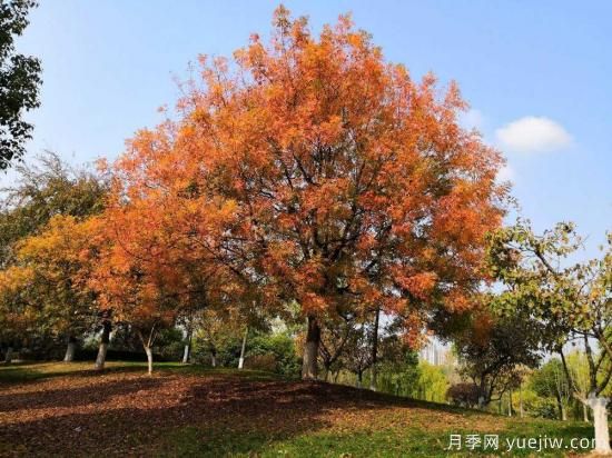 黃連木適合什么地區(qū)種植，北方可以種植嗎？(圖1)