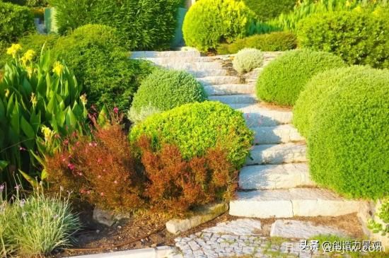 冬季植物應該怎么打理，才能來年依舊繁花似錦(圖3)
