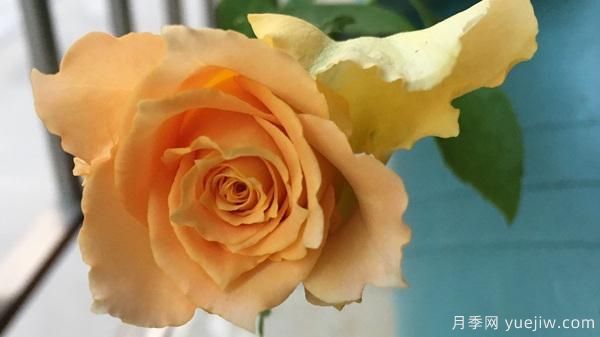 河本純子天使系列月季，顏值擔(dān)當(dāng)溫柔靈動(圖7)