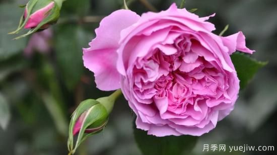 河本純子天使系列月季，顏值擔(dān)當(dāng)溫柔靈動(圖5)