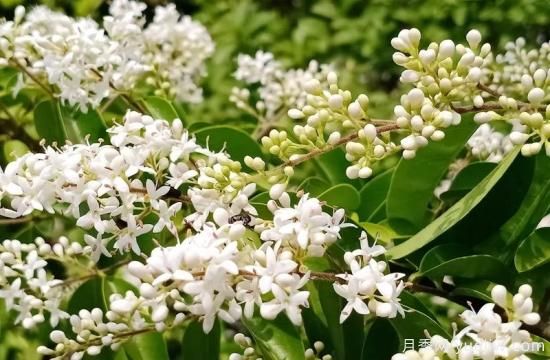 綠籬，讓你的花園與眾不同！(圖3)