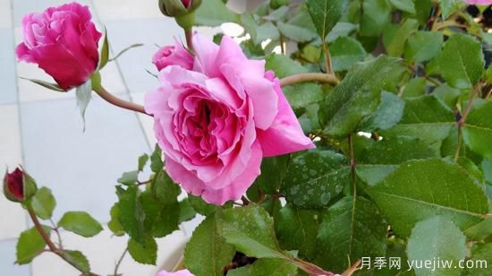 河本純子天使系列月季，顏值擔(dān)當(dāng)溫柔靈動(圖6)