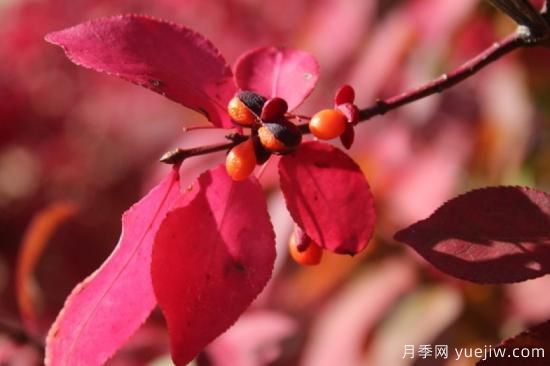 火焰衛(wèi)矛，庭院園林紅葉珍品(圖3)
