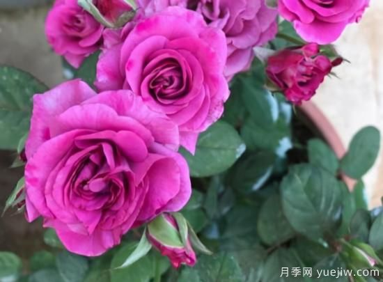 冬日封閉陽臺就養(yǎng)這3種花卉，長得好開花依舊(圖1)