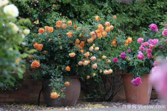 一個(gè)家里能栽得下去多少品種的月季？你想象不到(圖4)