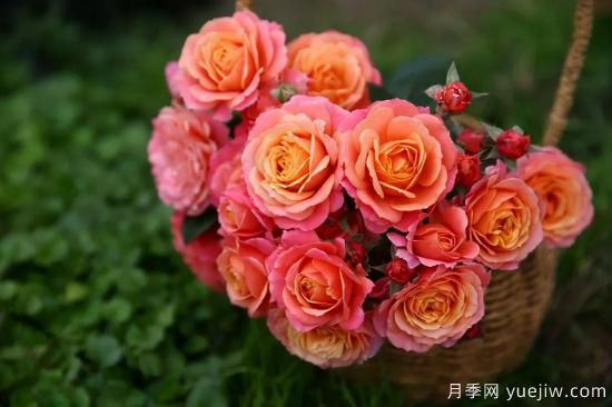 一個(gè)家里能栽得下去多少品種的月季？你想象不到(圖7)