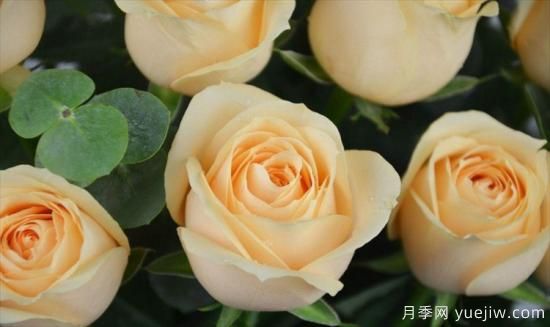 香檳色玫瑰花代表什么寓意意思？鐘情又優(yōu)雅(圖1)