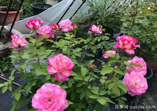 馬克夏加爾月季，又美又香花期長的陽臺(tái)月季(圖2)