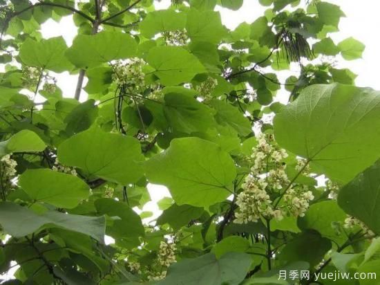 梓樹，庭院綠化常用樹種(圖3)