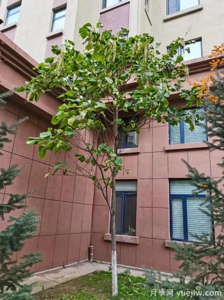 梓樹，庭院綠化常用樹種(圖5)