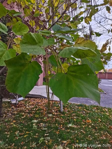 梓樹，庭院綠化常用樹種(圖6)