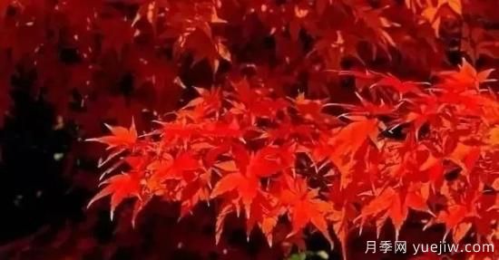 深度分析彩葉樹種的種類、配置原則和應(yīng)用(圖2)