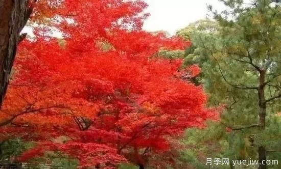 深度分析彩葉樹種的種類、配置原則和應(yīng)用(圖3)