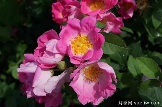 如何給月季花授粉？培育一個(gè)月季新品種要多久(圖1)