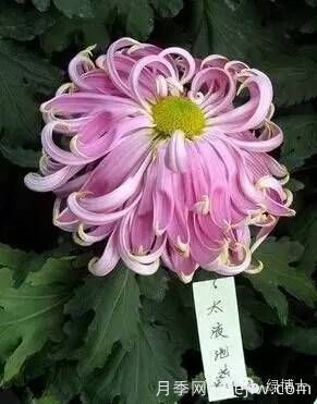 識花瓣，辨花型...快收好這份賞菊“門道”(圖1)