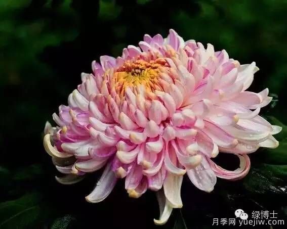 識花瓣，辨花型...快收好這份賞菊“門道”(圖2)