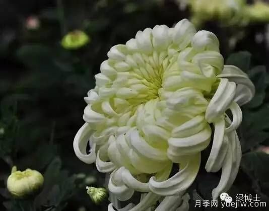 識花瓣，辨花型...快收好這份賞菊“門道”(圖3)